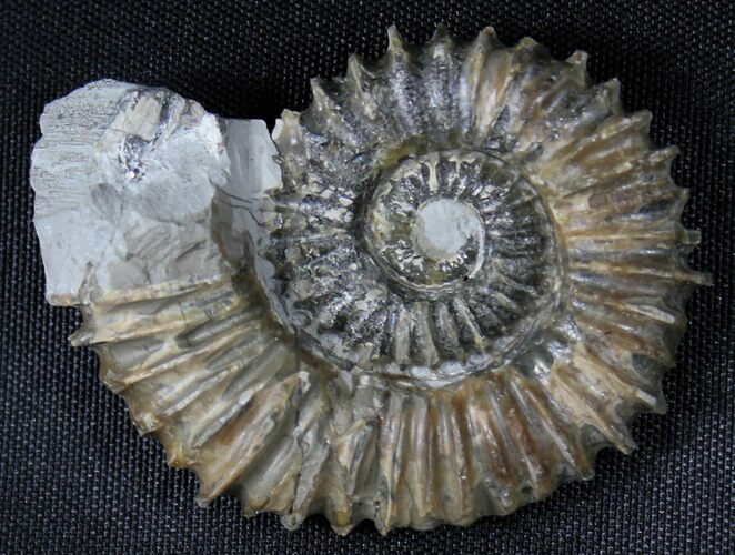 Aegocrioceras Ammonite - Germany #31378